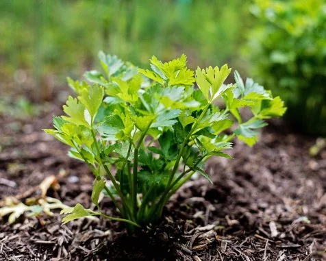 seedless tomato plants seeds Tomato Seeds - Indeterminate main image 0