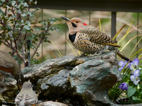 How to Use Water Features to Attract Birds to Your Yard