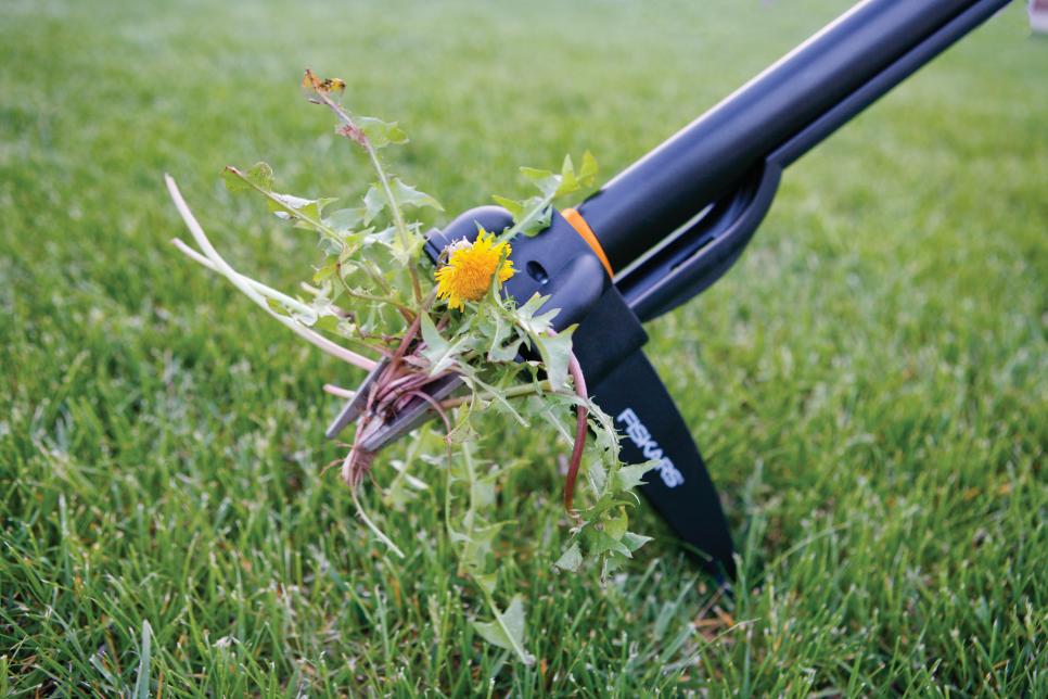 Best Way To Get Rid Of Dandelions Permanently | HGTV