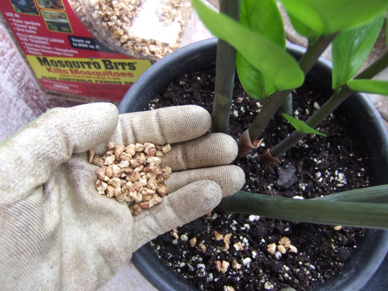 Raak ontslae van muggies in grond binnenshuise plant
