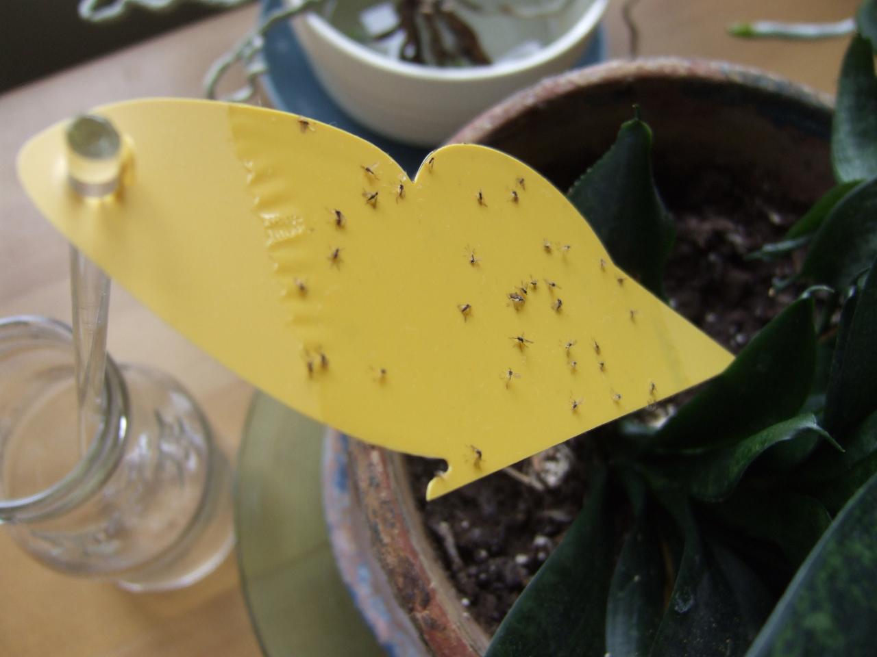 Cómo deshacerse de las pequeñas moscas de las plantas de interior.