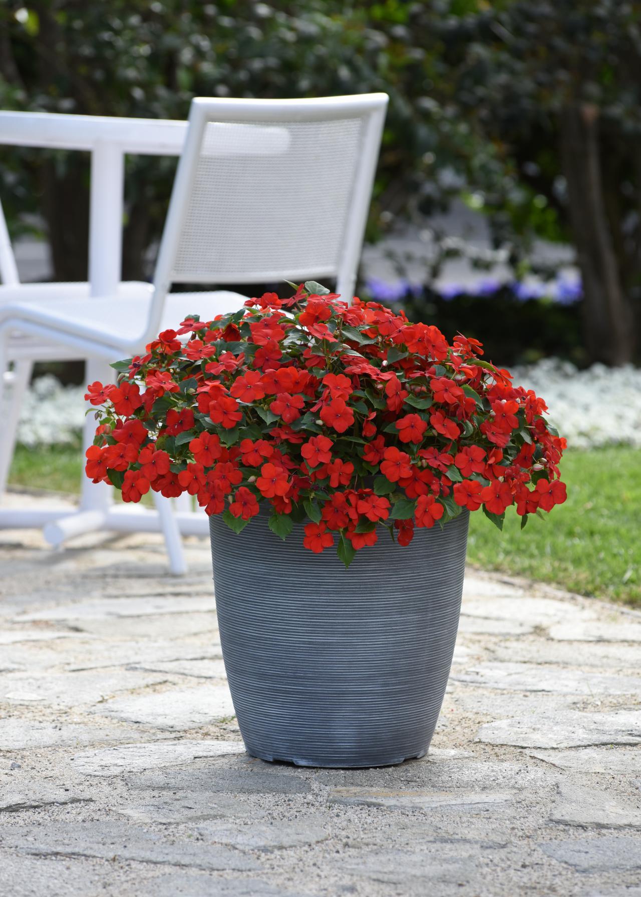 9 of the Easiest Flowers to Grow in Planter Pots - ePlanters