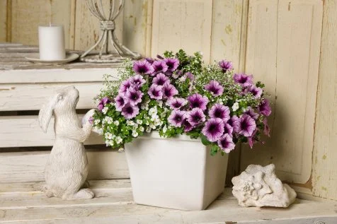 Petunia Flowers: Planting, Growing and Caring for Petunias | HGTV