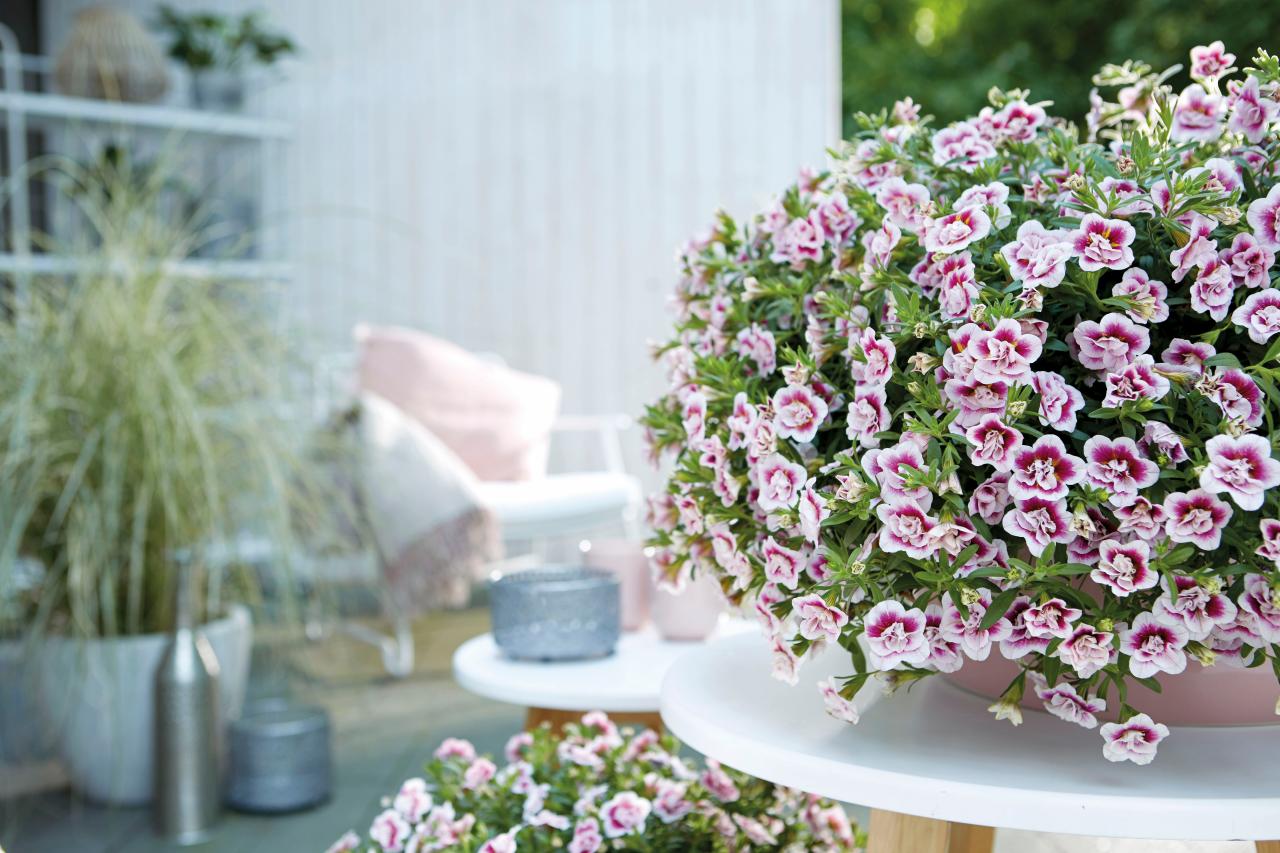 night-time, garden, multicolored flowers, flower pot