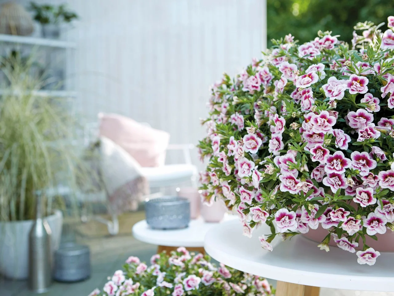 Easy Plants to Grow in Pots | HGTV, image size:1280x960