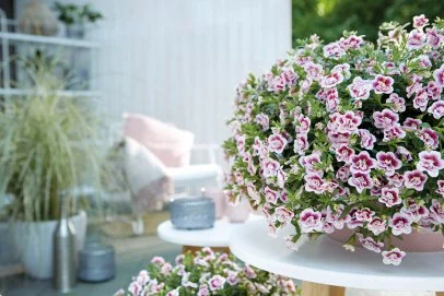 indoor plants kalanchoe Pink Calendiva Potted 4