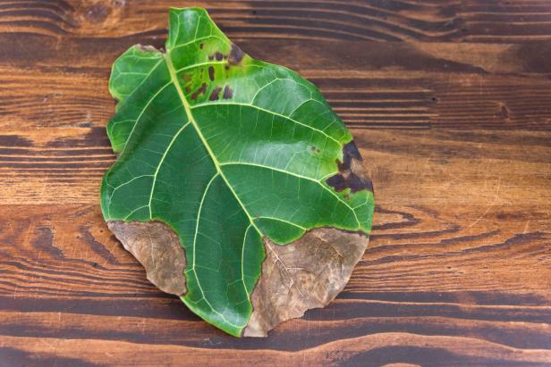 Rotting Fiddle Leaf Fig