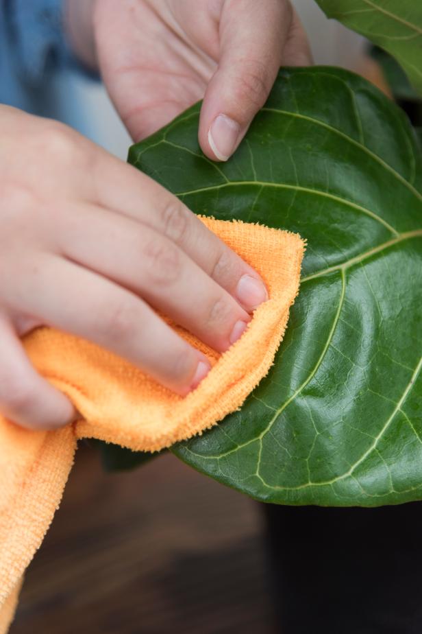 You’ll likely notice that the leaves on your new plant are covered in water spots and dust. If this is the case, take a wet washcloth and gently wipe down each leaf. No need to use coconut oil as you may have heard — this method can actually suffocate the leaves over time. Continue to dust the leaves with water every month to keep spider mites at bay and your fiddle looking it's shiny-leaf best.