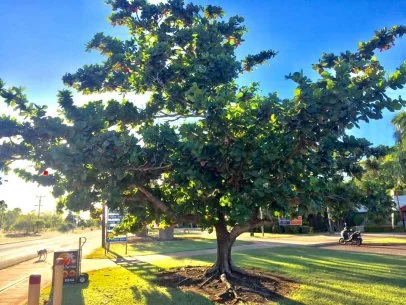 Fiddle Leaf deals Fig Tree