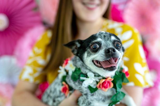 DIY floral dog harness