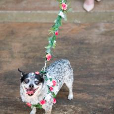 Dog Wearing Flower-Covered Harness
