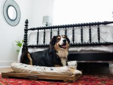 A Sliding Dog Trundle Bed Made of Wood With Dog