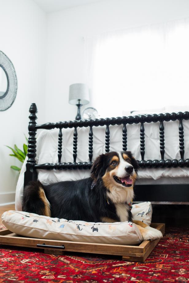 A Dog on a Trundle Bed Looking Happy and Smiling