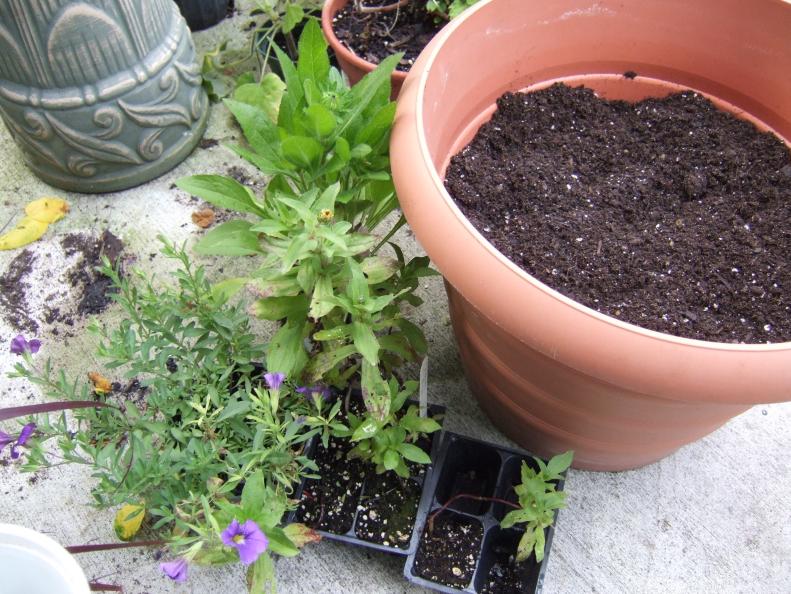 Container Garden With Soil