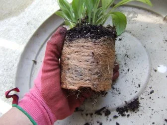 Root System Of Annual Potted Plant