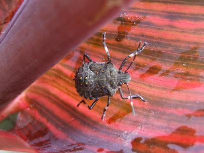 https://hgtvhome.sndimg.com/content/dam/images/hgtv/fullset/2019/8/28/0/Original_Julie-Martens-Forney_Stinkbug-on-canna-leaf.JPG.rend.hgtvcom.406.305.suffix/1567023419975.jpeg