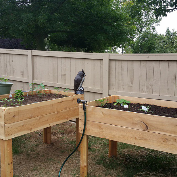 Raised Wooden Plant Beds Guarded by Plastic Owl