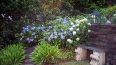 Purple and White Hydrangeas by a Garden Bench
