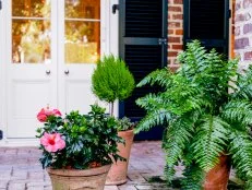 An arrangement of three containers with lemon cypress, fern and hibiscus bring symmetry to this Charleston garden.