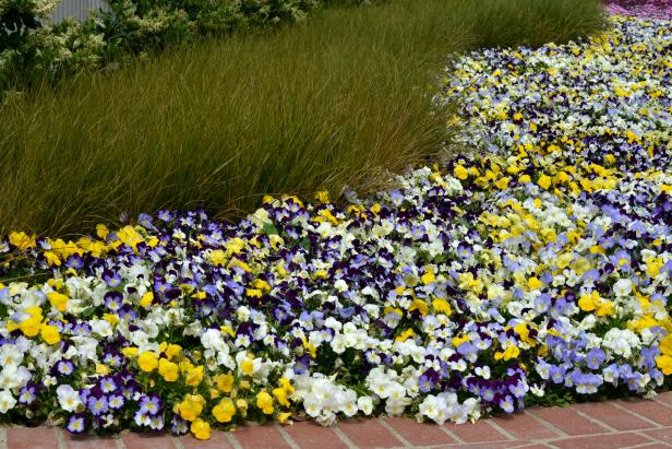 Cool Wave Mix Spreading Pansy