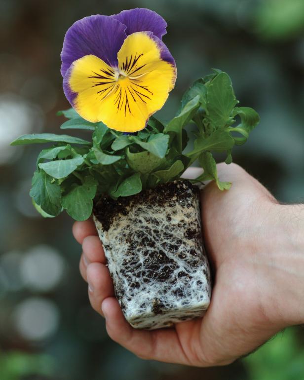 Pansy In Hand