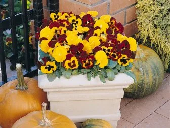 Panola Autumn Blaze Pansy