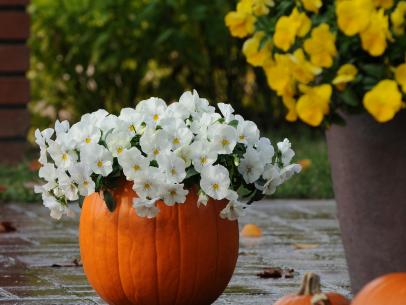 Growing Tips and Planting Ideas for Fall Pansies
