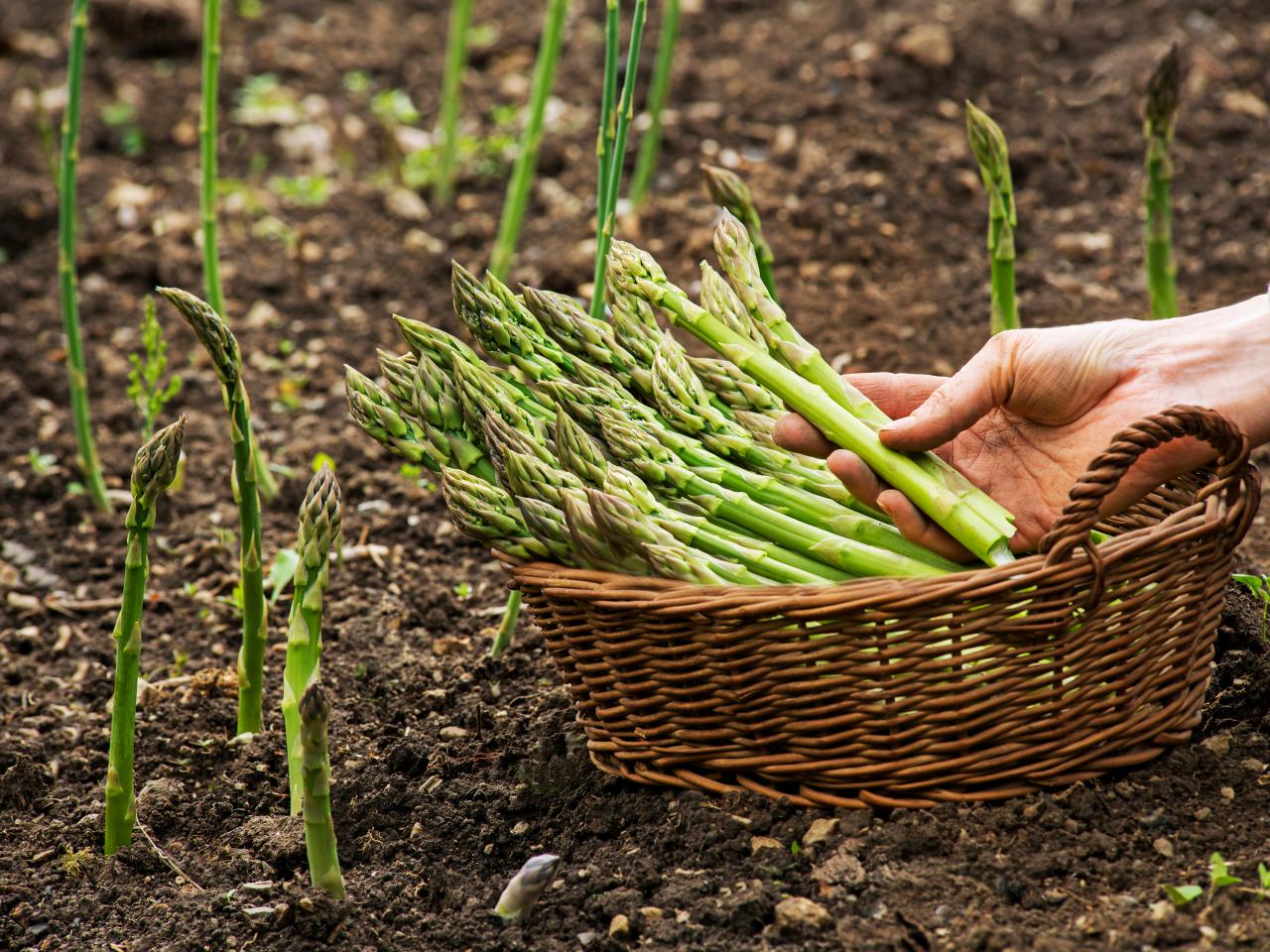 how to grow asparagus in your home garden | hgtv