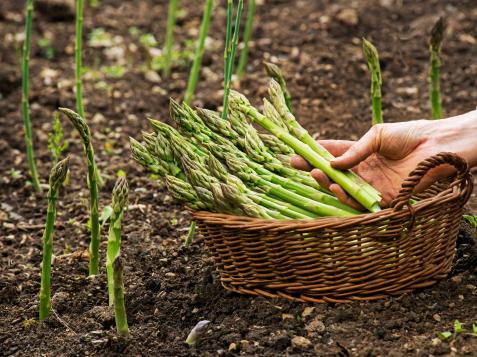 How to Grow Asparagus