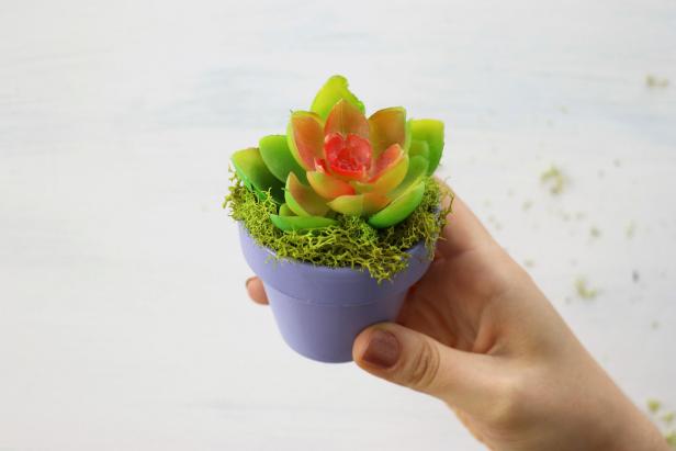 Glue moss around the edges of the succulent to make the top to your hidden storage potted plant.