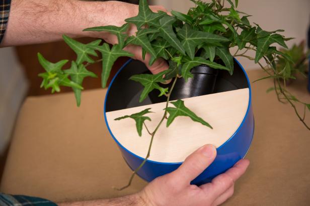 Next, add small potted plants inside the tin. Remove the plants to water, allowing them to drain completely before putting them back in the cookie tin planter.