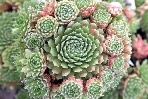 15 Cold-Hardy Succulents | HGTV