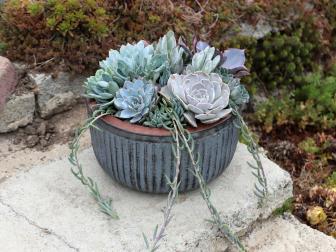 Succulent Container Garden