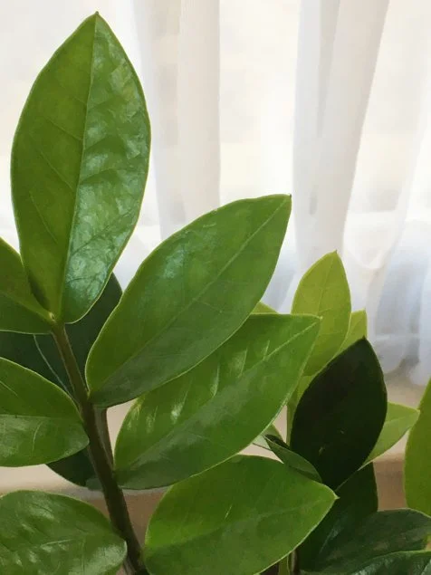ZZ Plant Care and Maintenance Tips | HGTV