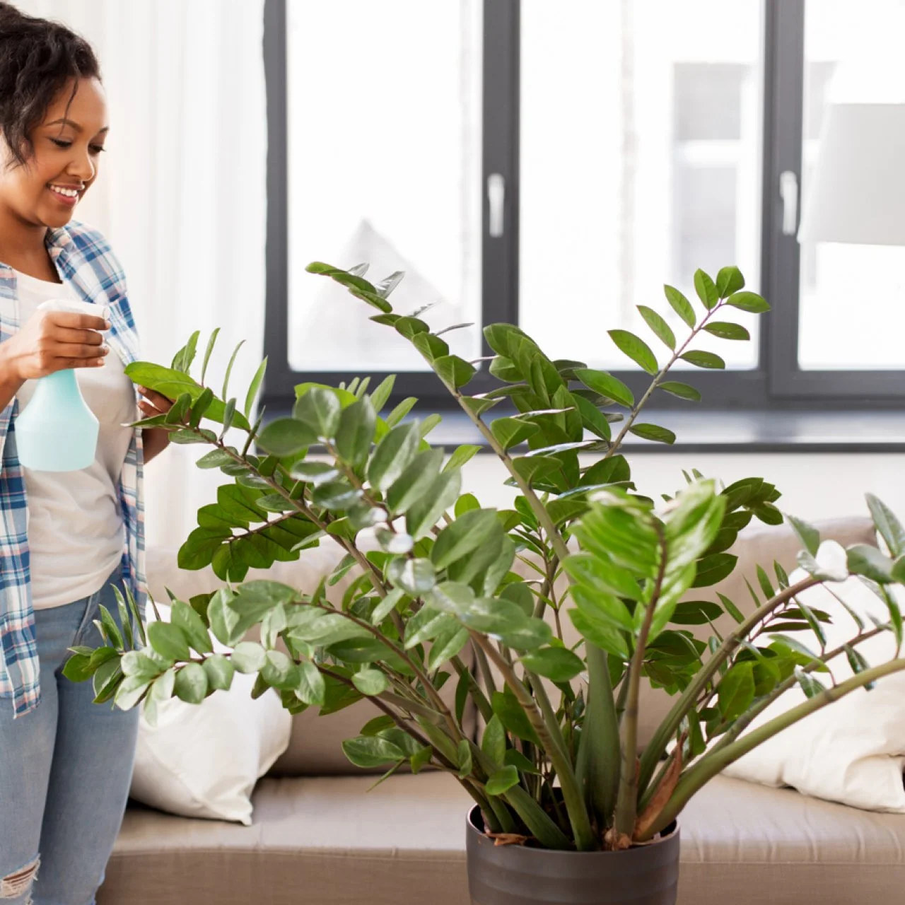 Zz plant fluorescent light on sale