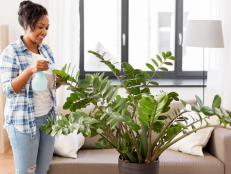 Weren't gifted with a green thumb? Then this houseplant is for you. ZZ plants provide high-impact looks with little maintenance.