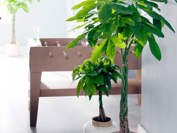 Low-maintenance Alternatives To Fiddle-leaf Fig 