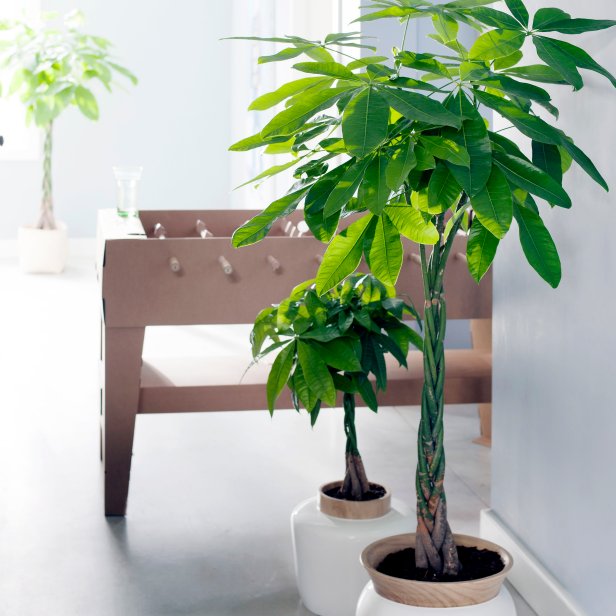 Tropical Foliage Houseplant
