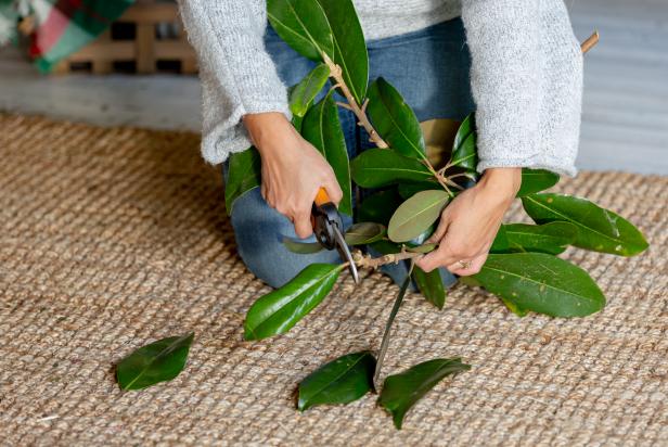 This magnolia branch is being utilized to create an oversized wreath with a hula hoop frame. The leaves are cut off and bundled with floral wire, then glued to the hula hoop.