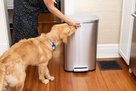 10 Steps to Puppy-Proofing Your Home