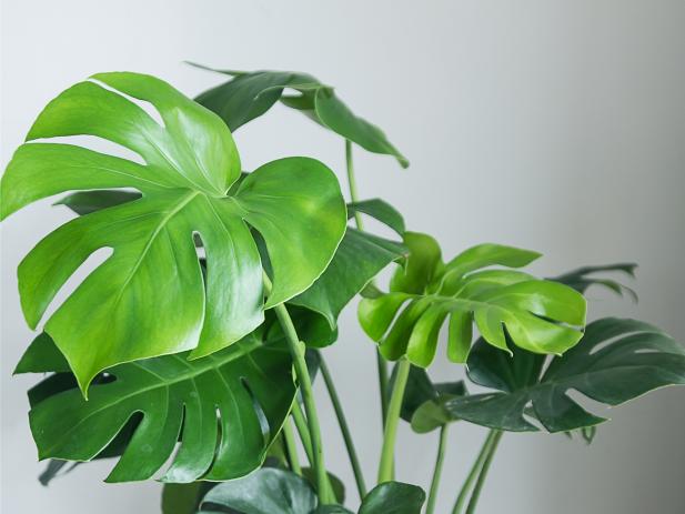 How To Care For Popular Monstera Indoor Tropical Plant Swiss Cheese Plant Hgtv