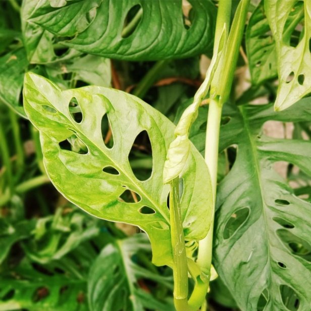 Monstera adansonii is smaller and more delicate than Monstera deliciosa.