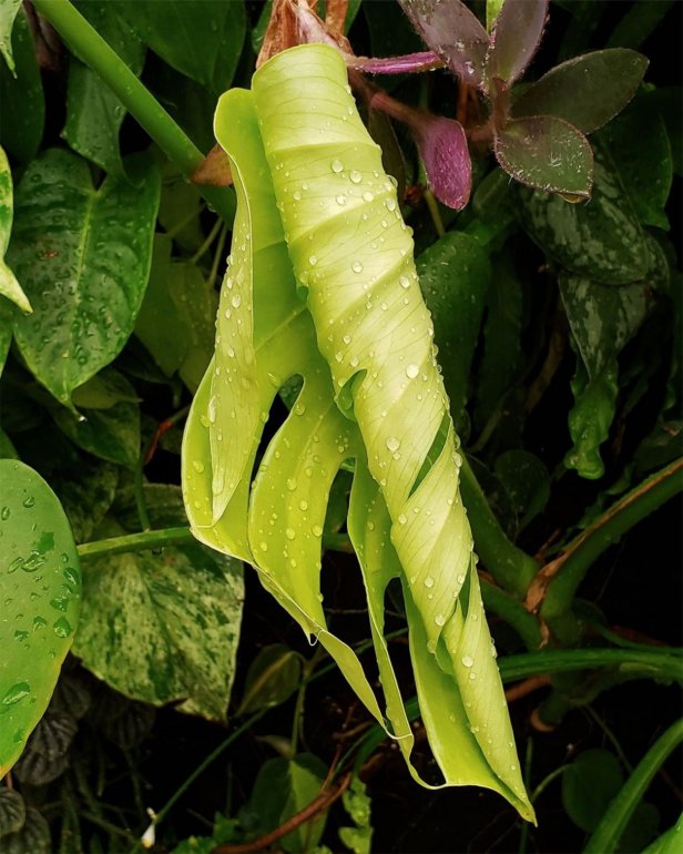 Monstera deliciosa opens a new leaf.