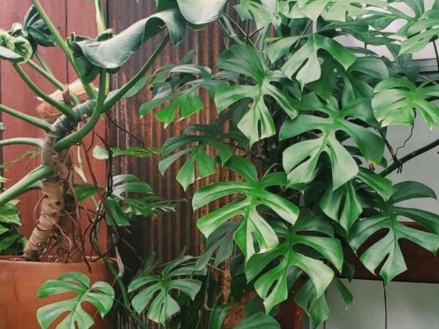 Monstera vine can grow very large.
