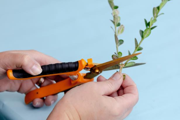 This boxwood branch is cut to size using pruning shears and will be used to create free Christmas decorations.