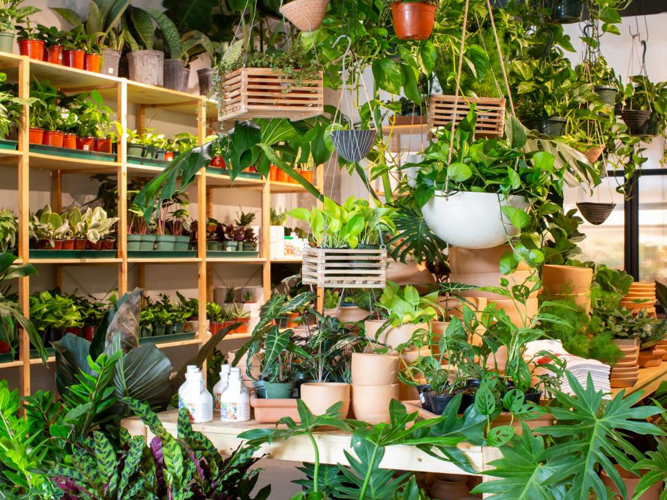 Owners of Victorian Atlanta Plant Store Have a Dreamy