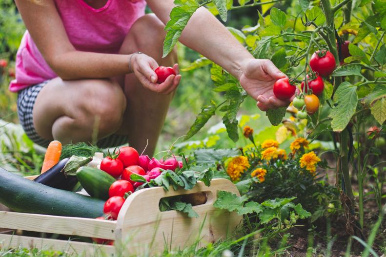 A person picking ripe tomatoes.