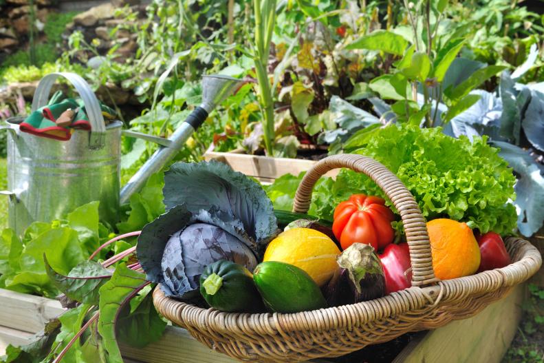 Basketful of garden vegetables