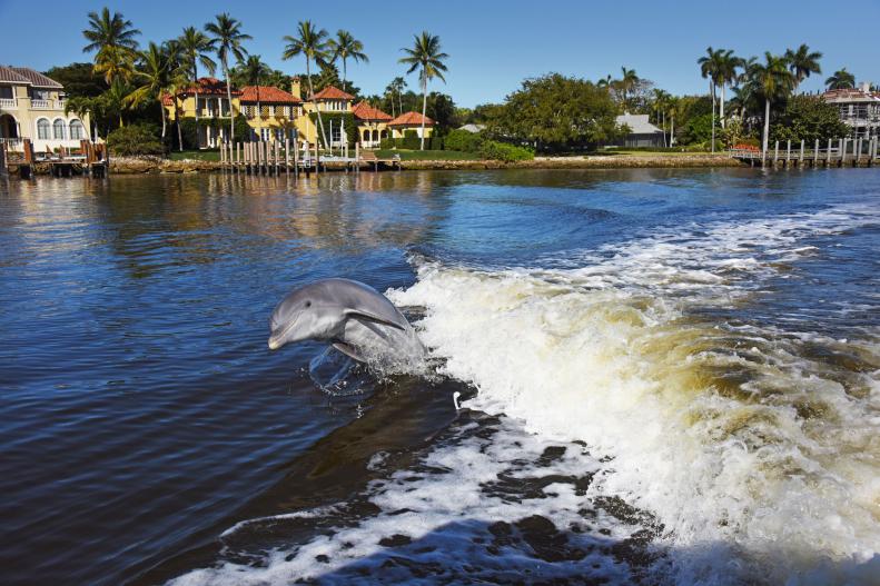 Dolphin jumps out of water in Naples Beach, FL