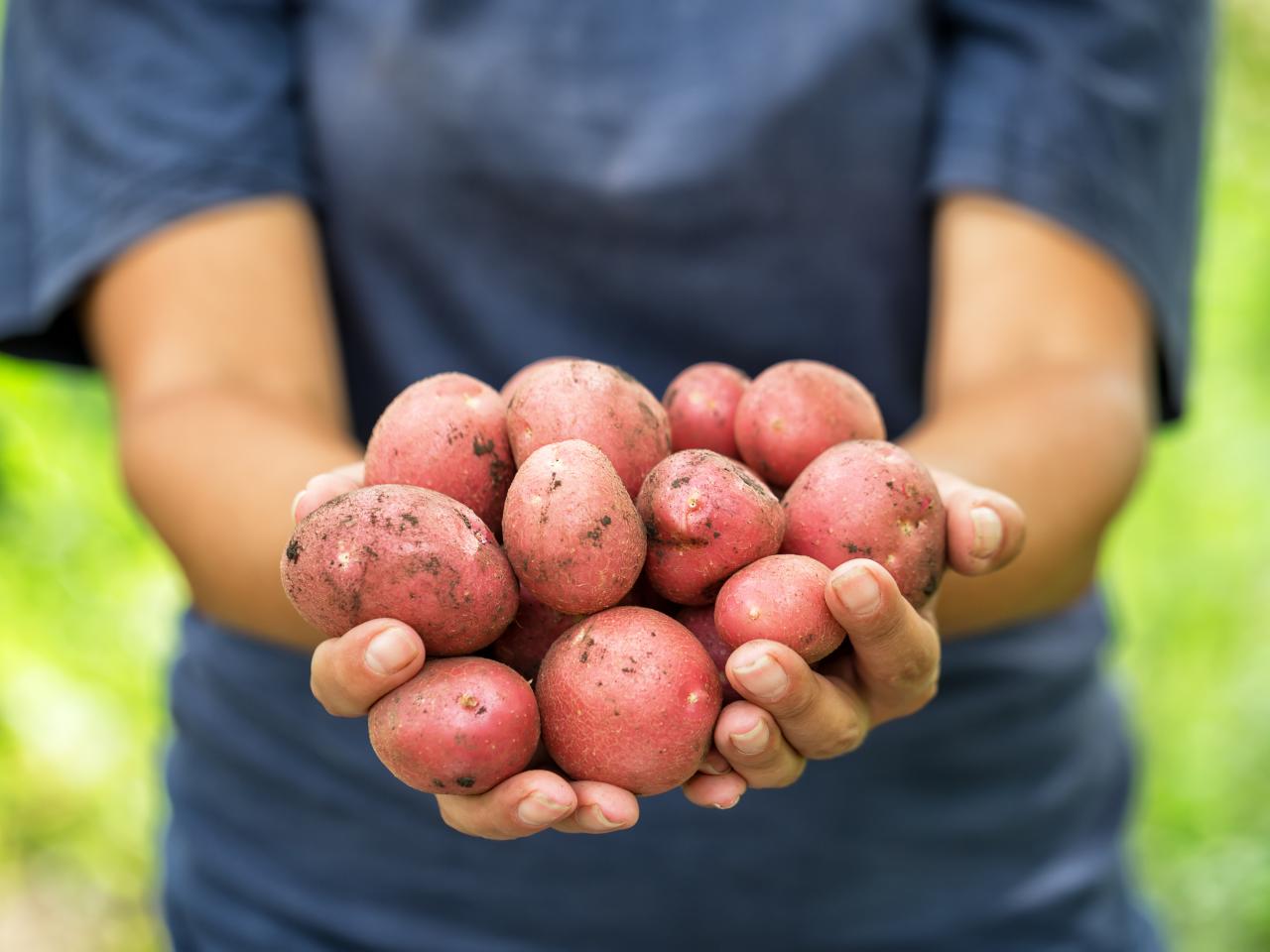 How To Grow Red Potatoes Hgtv